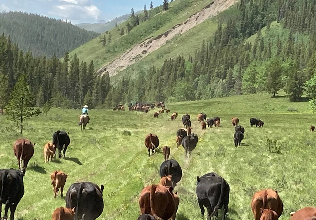 The Fate of the Canadian Rockies May Rest on This Decision