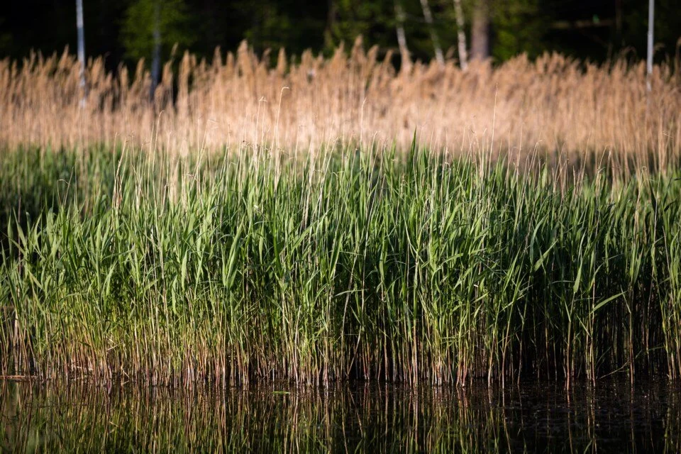 Canada Water Agency could bring jobs, investments to the Sault