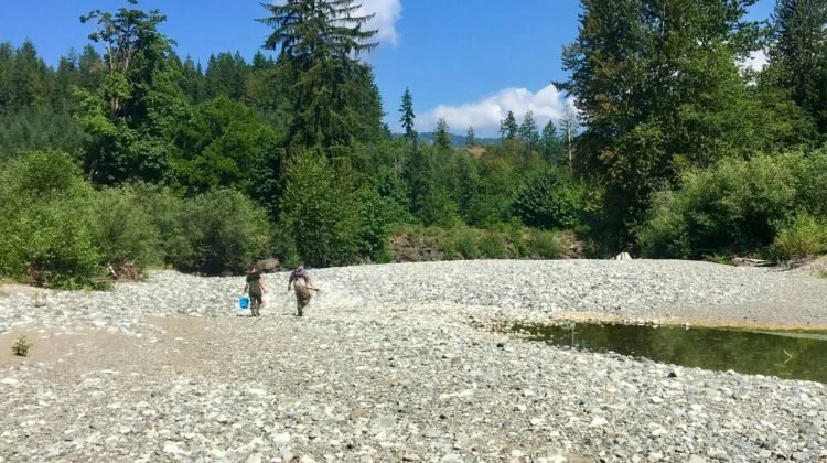 Cowichan River Temperature Rises to Levels Usually Seen in August