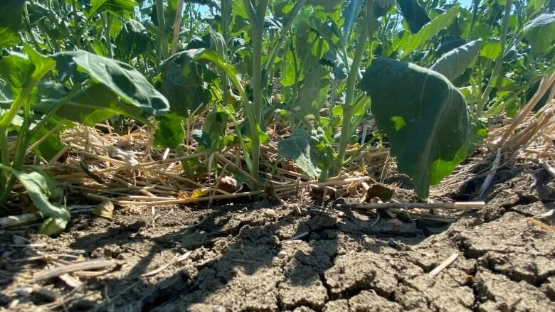 Sask. government announces $119 million to aid drought-affected livestock producers