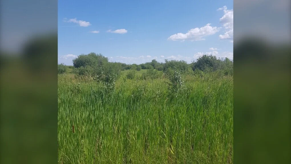 The Nature Conservancy of Canada is working to conserve two wetlands along Lake Winnipeg