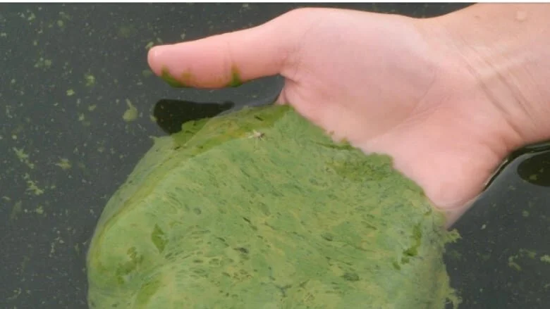 Northwestern Health Unit warns of another blue-green algae bloom