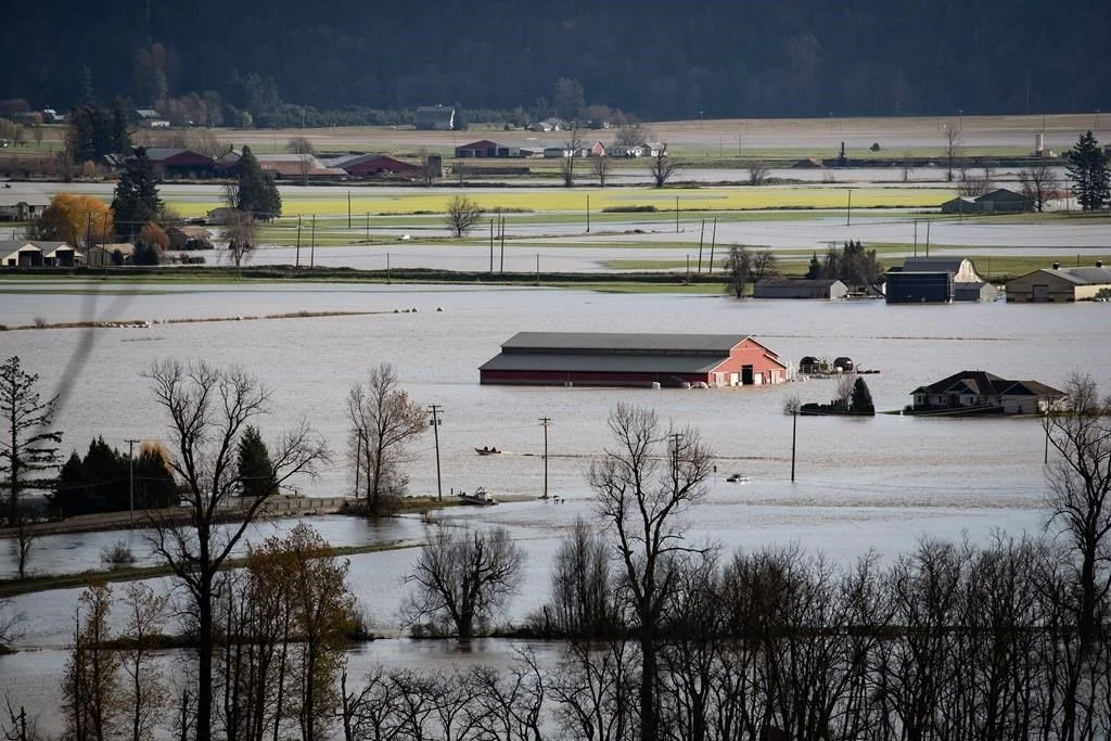 Helicopters drop drinking water at flooded B.C. farms