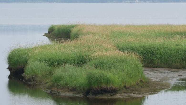 Nature Conservancy warns of invasive plants in Saint John-area wetlands