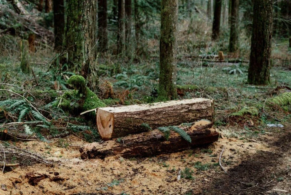 B.C. flouting Canadian, international standards on protected areas, says report