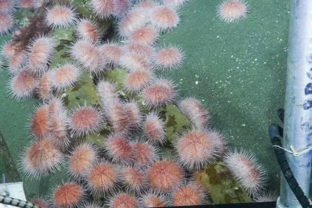 B.C’s pink sea urchins are on the move to shallower waters thanks to climate change