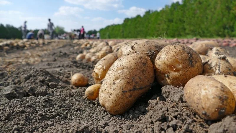 University of Lethbridge researchers receive funding for potato-focused projects