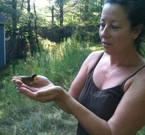 A goldfinch stunned after flying into window.