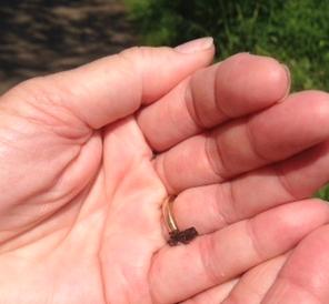A tiny toad on a walk in the woods.