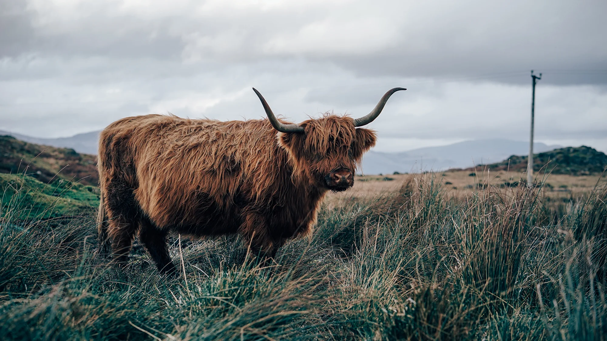 Highland Cattle Snowdonia | Zeiss Lenspire