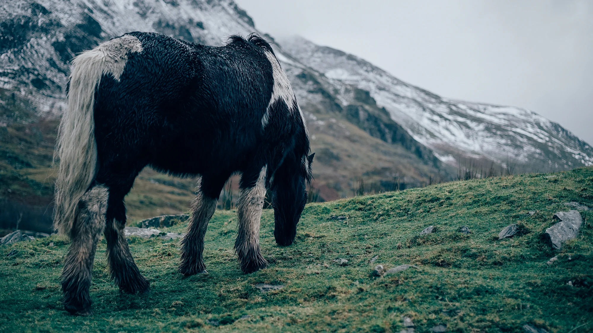 Wild Horses Snowdonia | Zeiss Lenspire