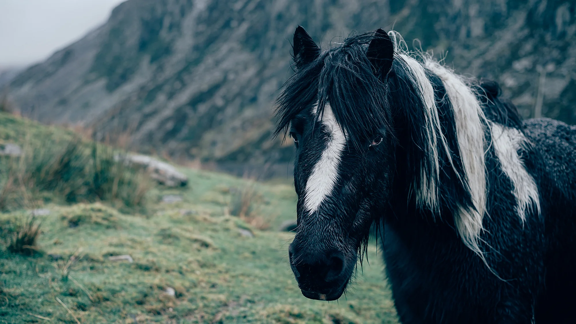 Wild Horses Snowdonia | Zeiss Lenspire