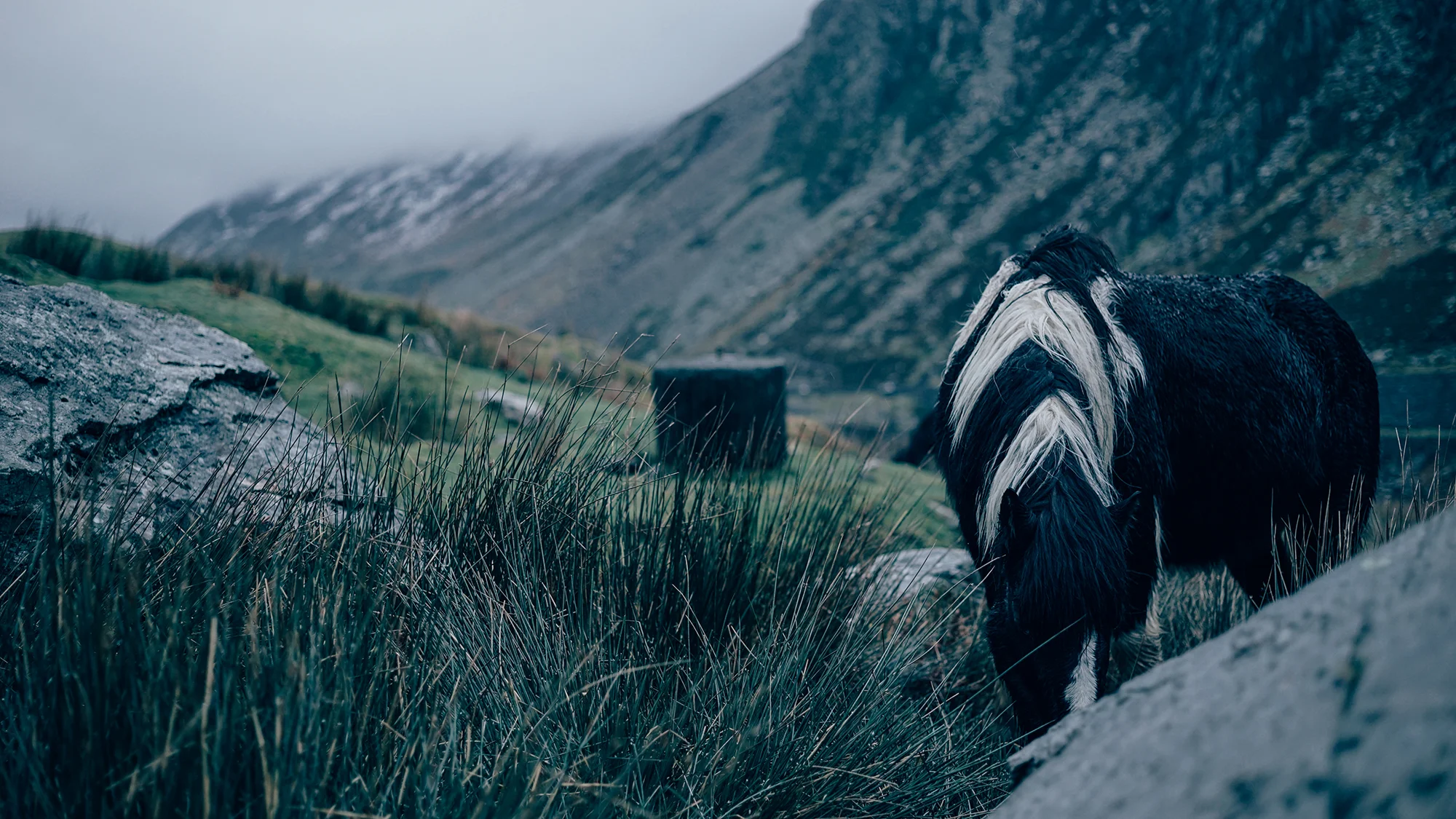 Wild Horses Snowdonia | Zeiss Lenspire