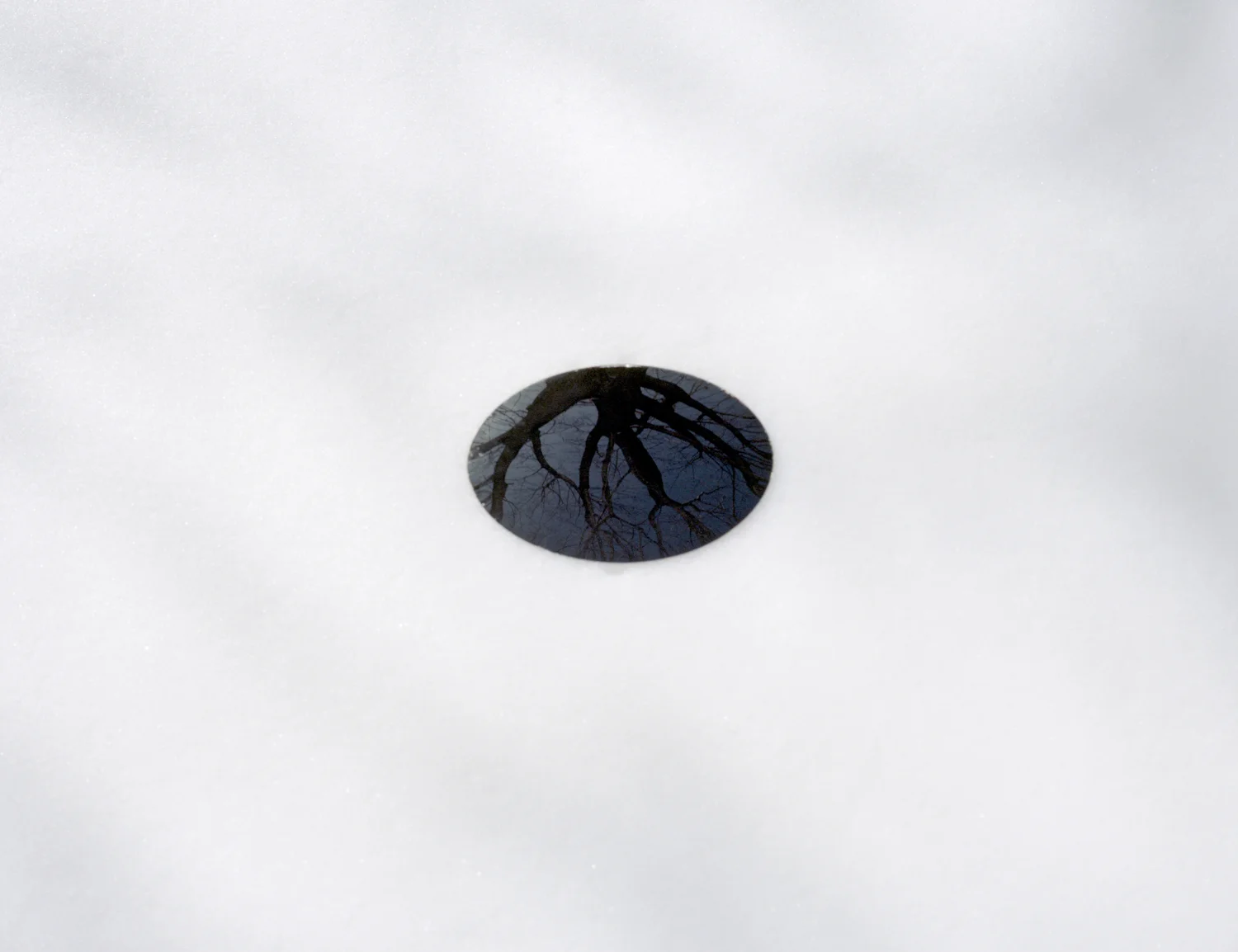 Black Maple Eyeball