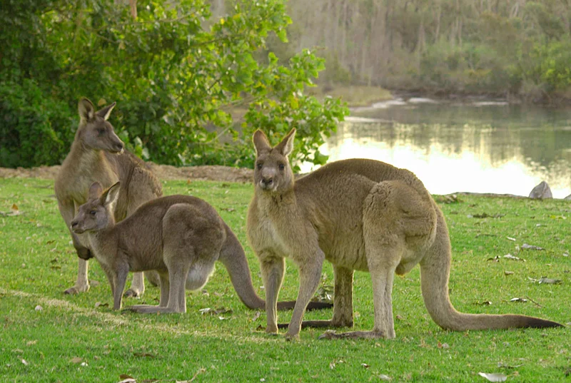 roos.jpg