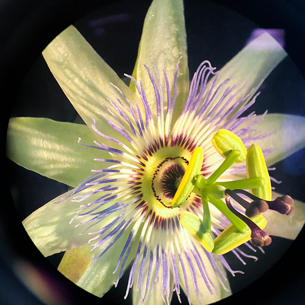 asw18_experience_thehuntington_v3.png