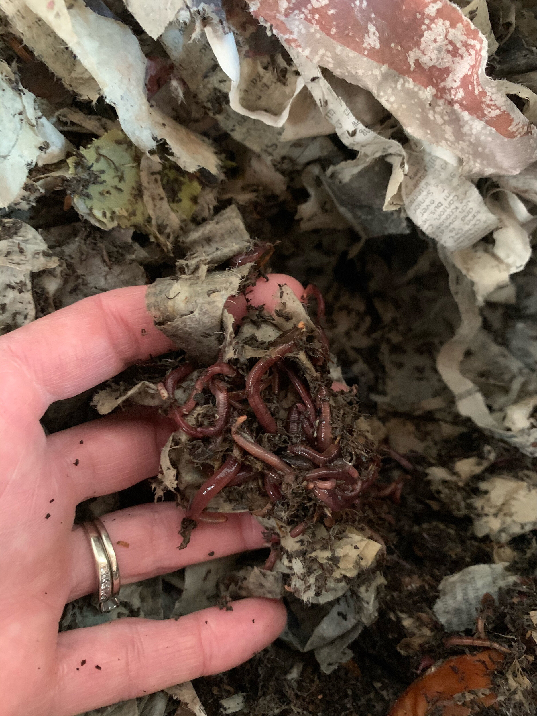 T.S. composting worms