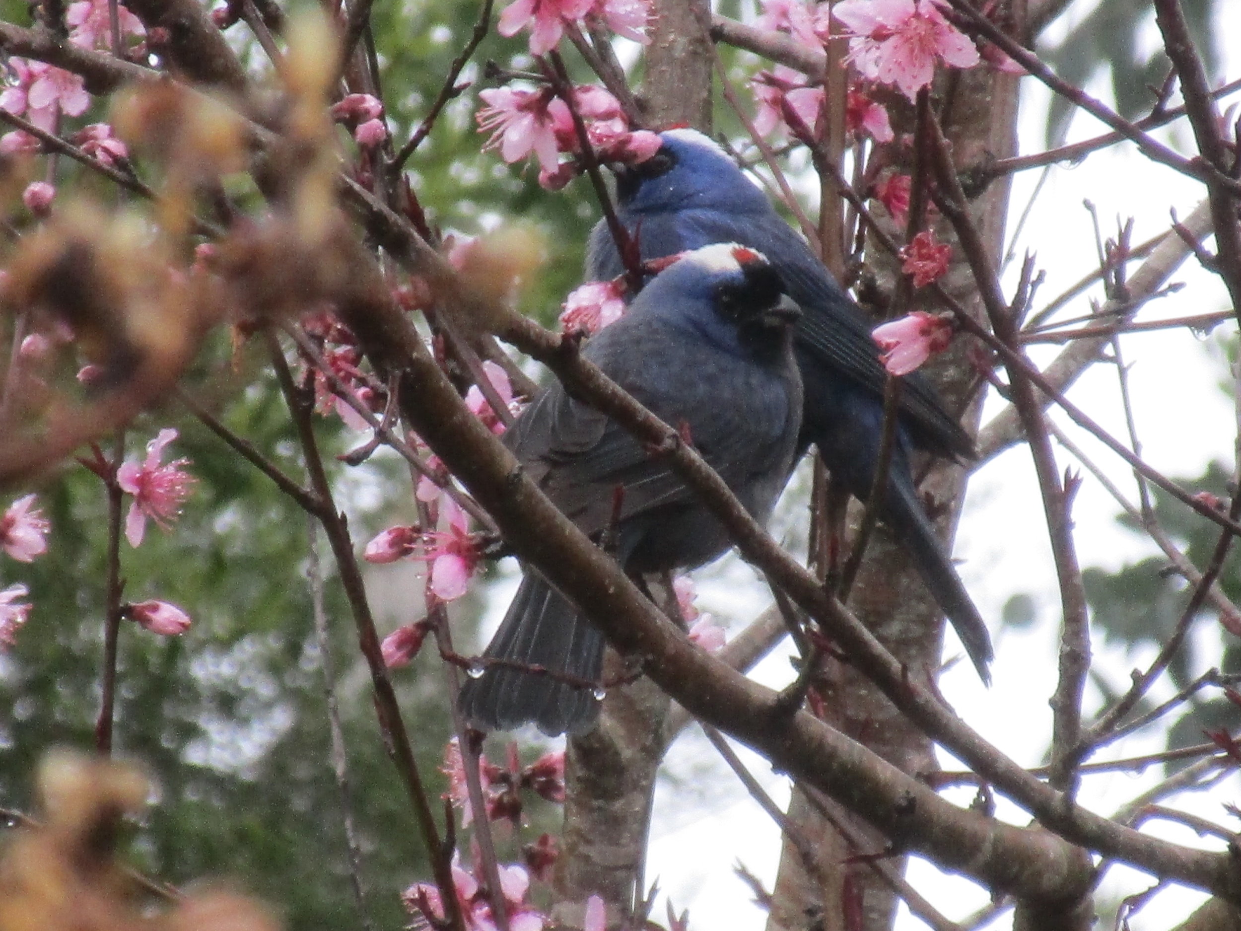 Cardenal Azul 1.JPG