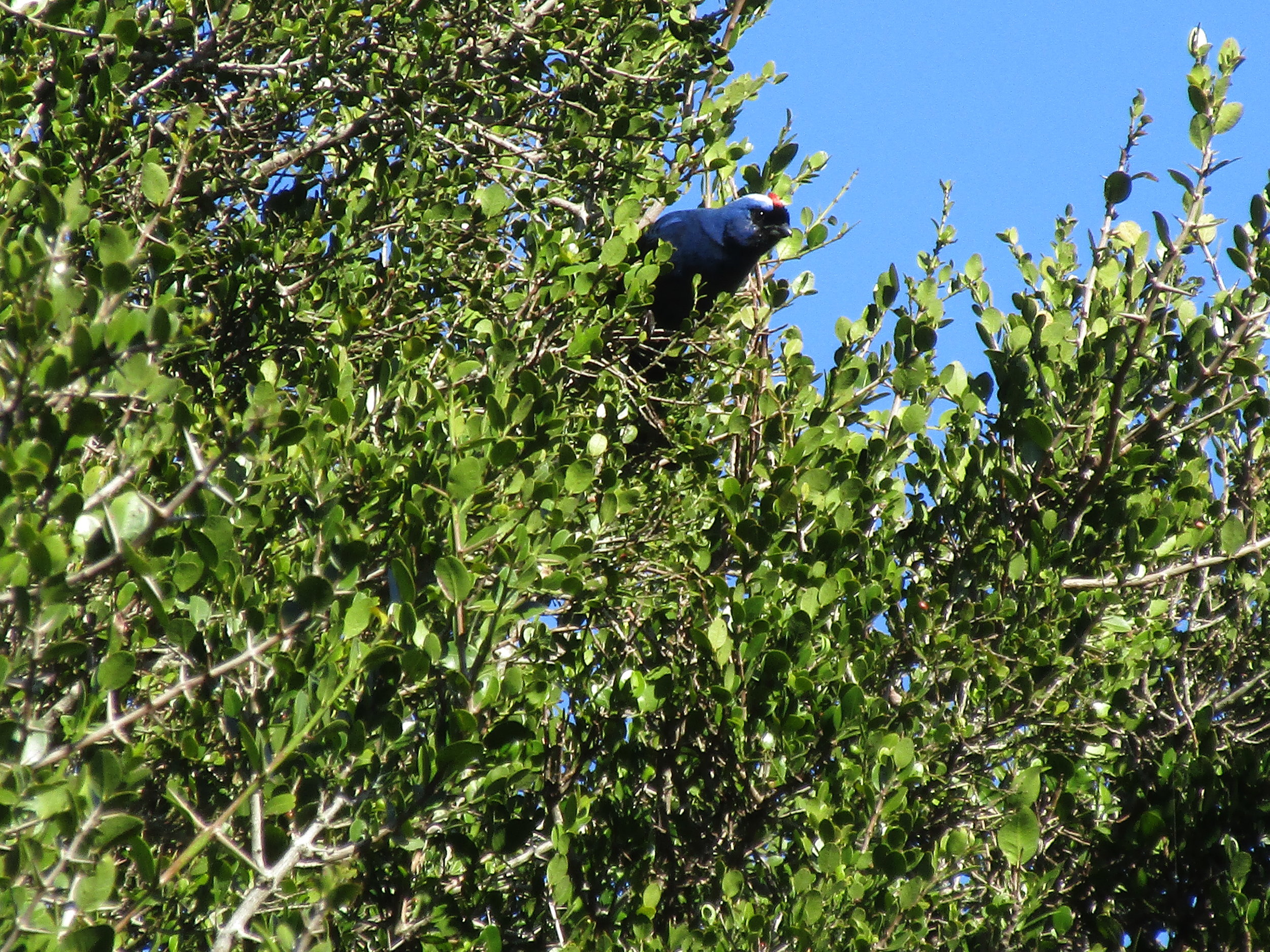 Cardenal Azul.JPG