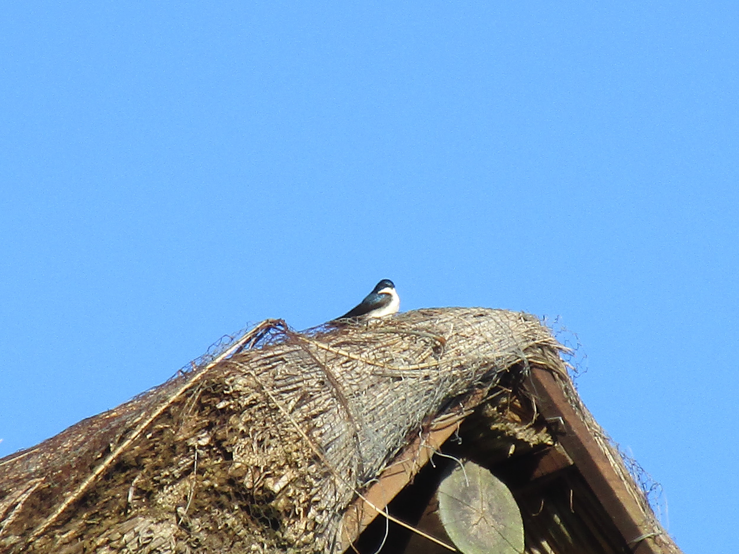 Golondrina Azul Chica.JPG