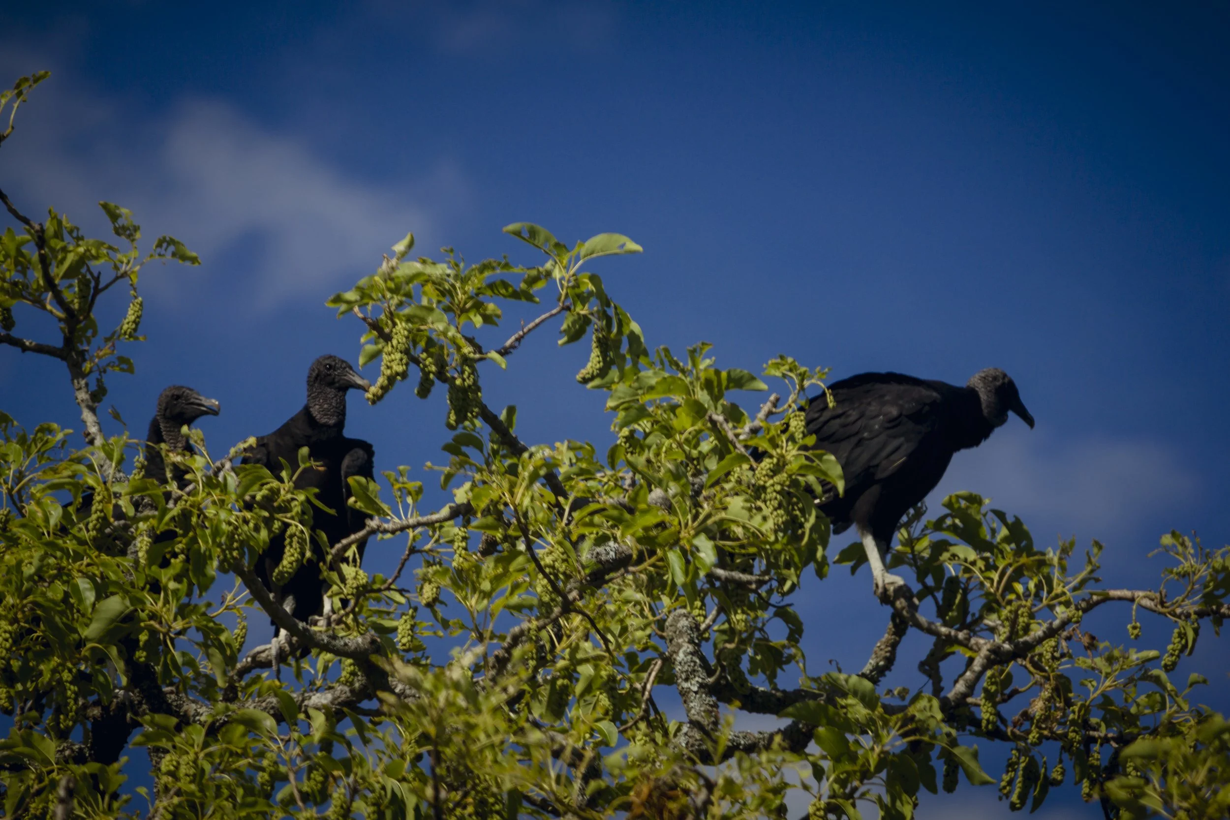 buitres-cabeza-negra.jpg