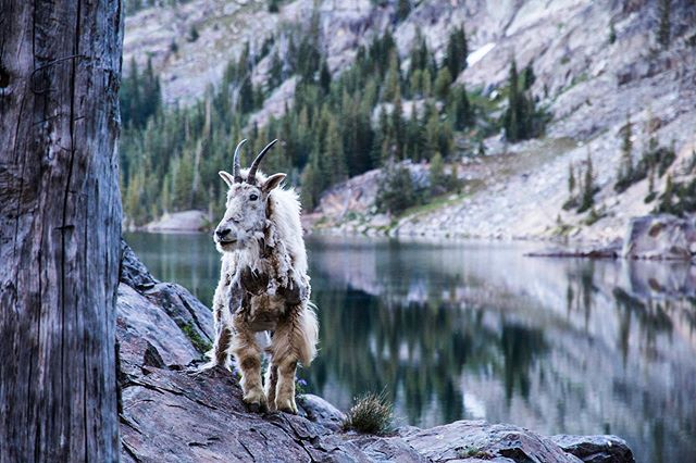 #flashbackfriday to the time this scraggly beast was licking dew off our tent.