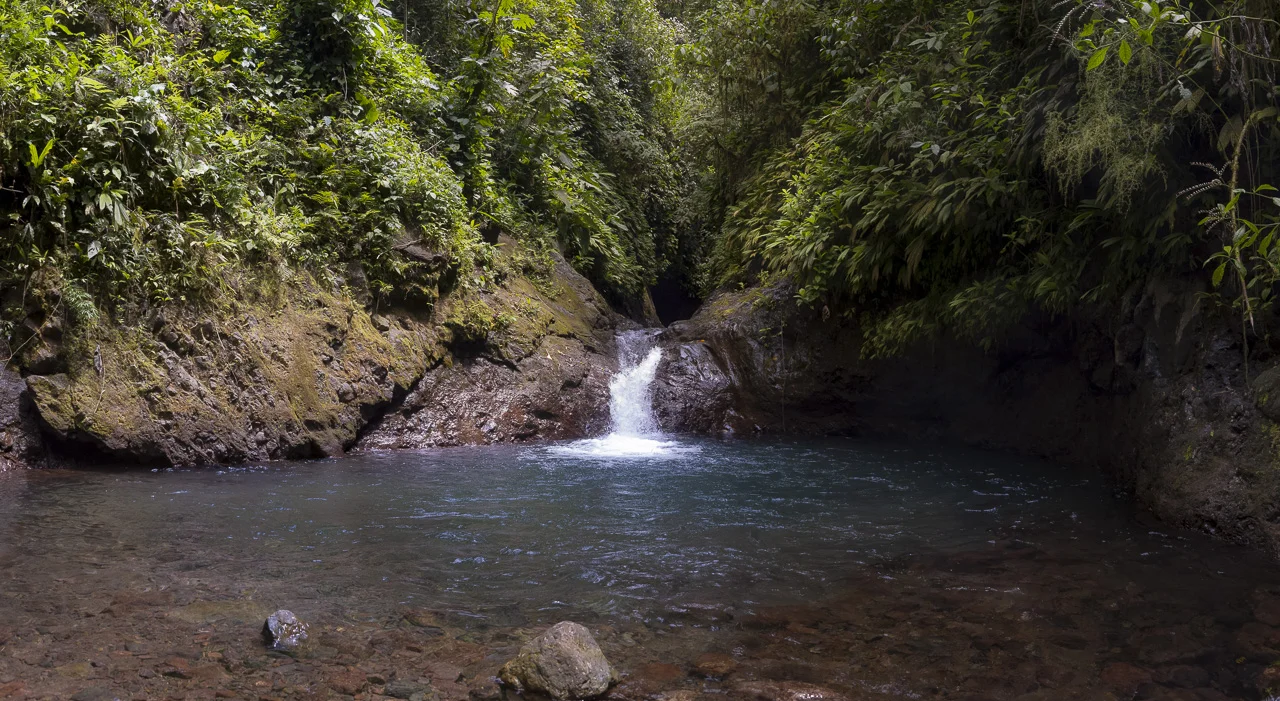 Spring Break 2011_Costa Rica_Rainforrest_Day2_032211_0099.jpg