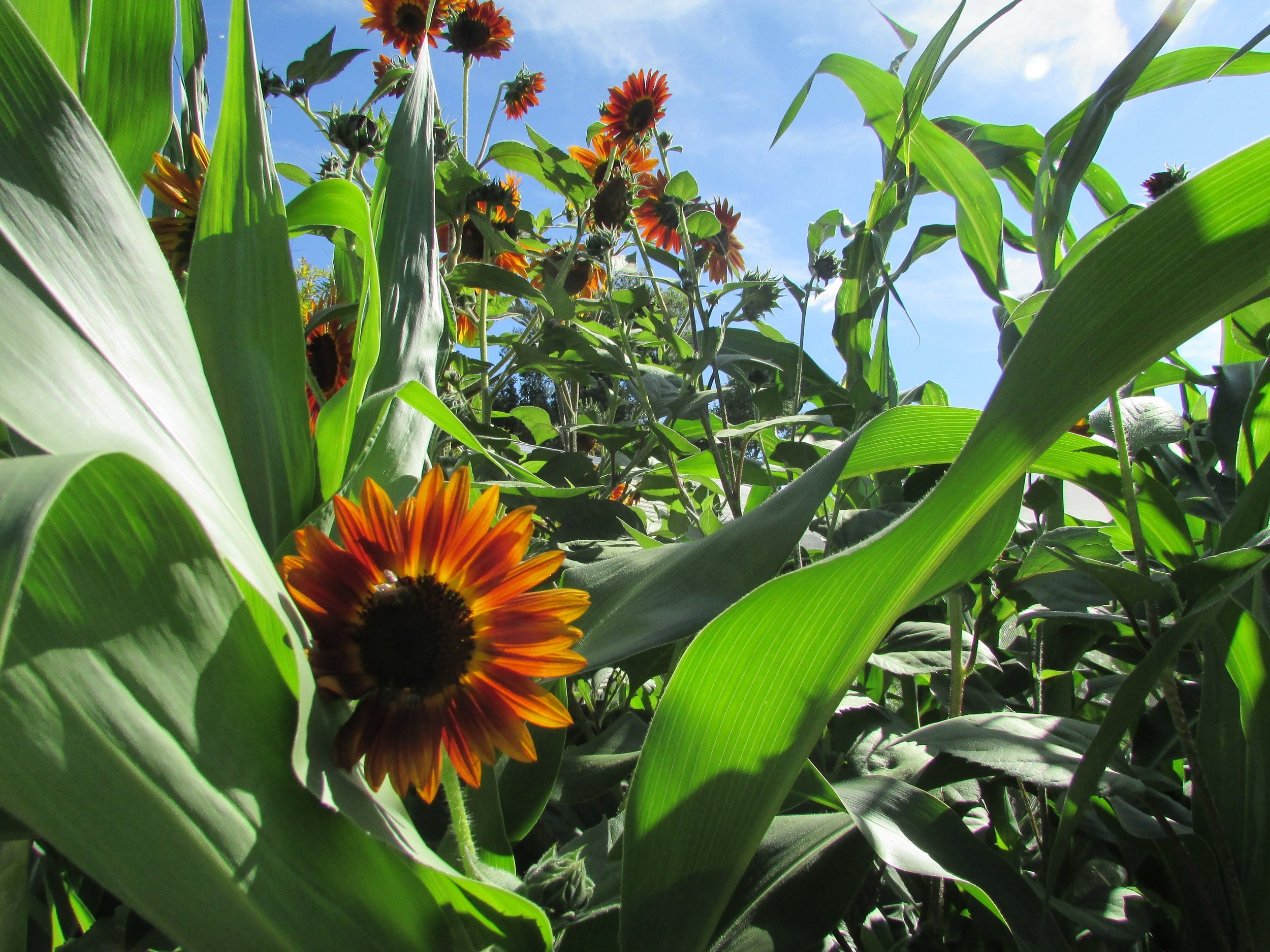 Dig it!  Acton Community Garden