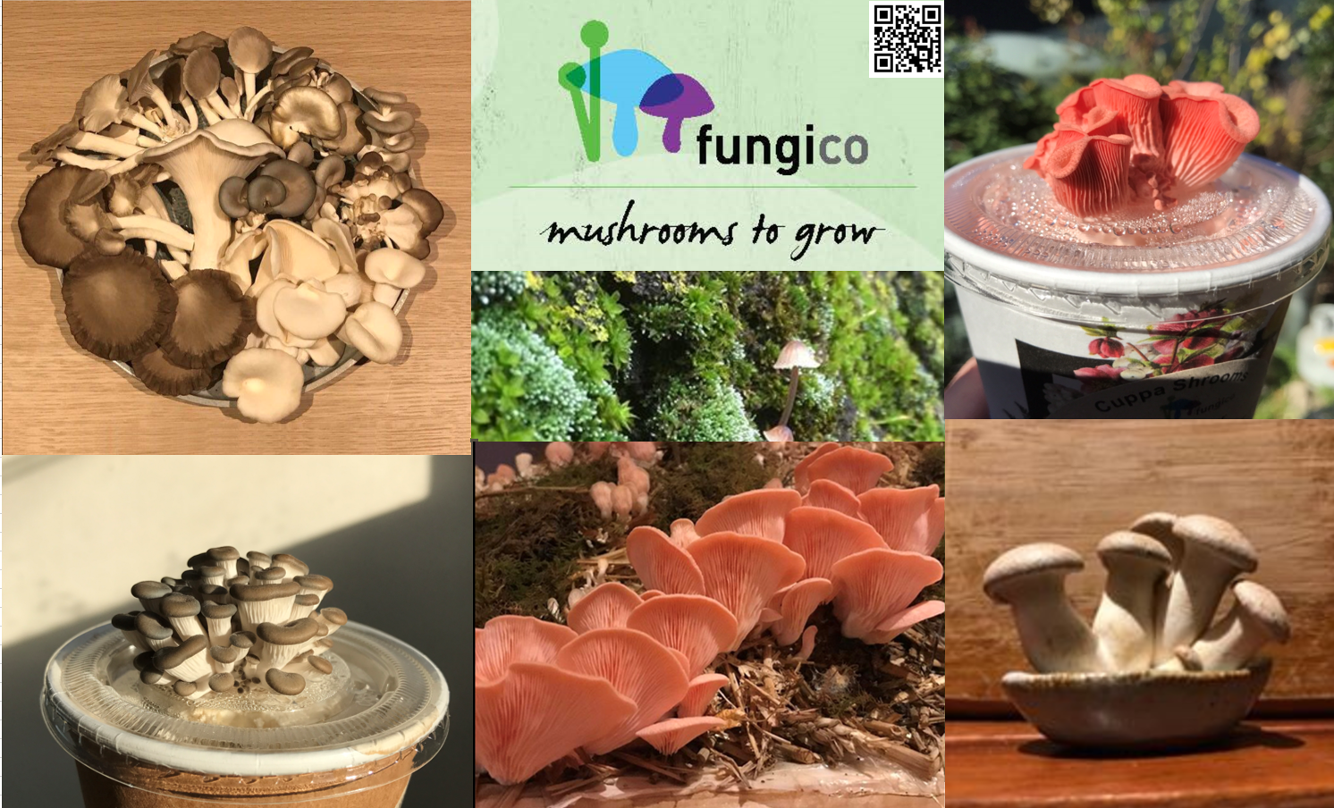 FungiCo.png