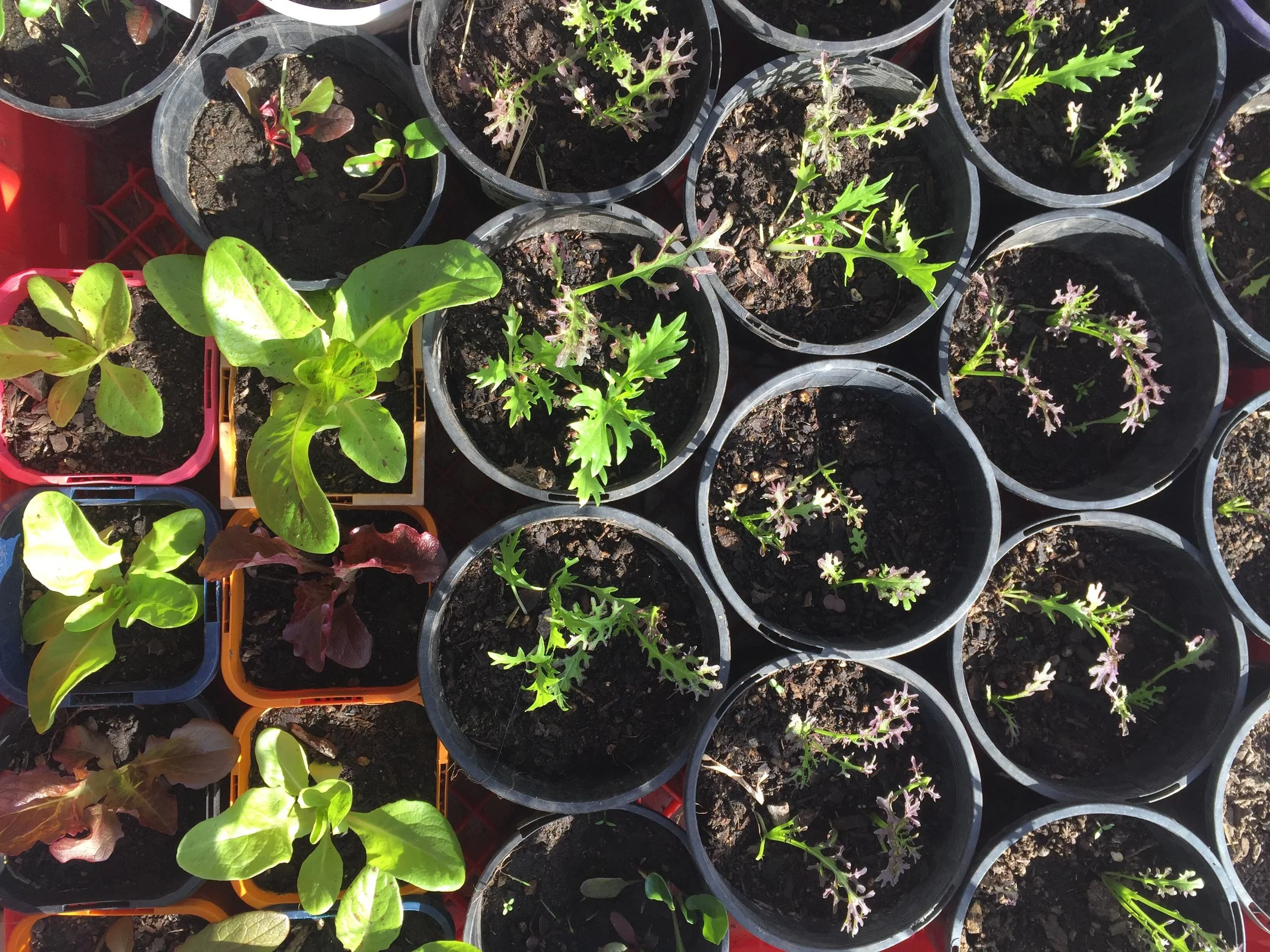 Veggies from Seed.jpg