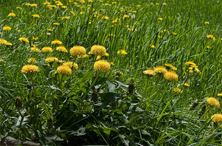 Dandelion is a common weed around Canberra