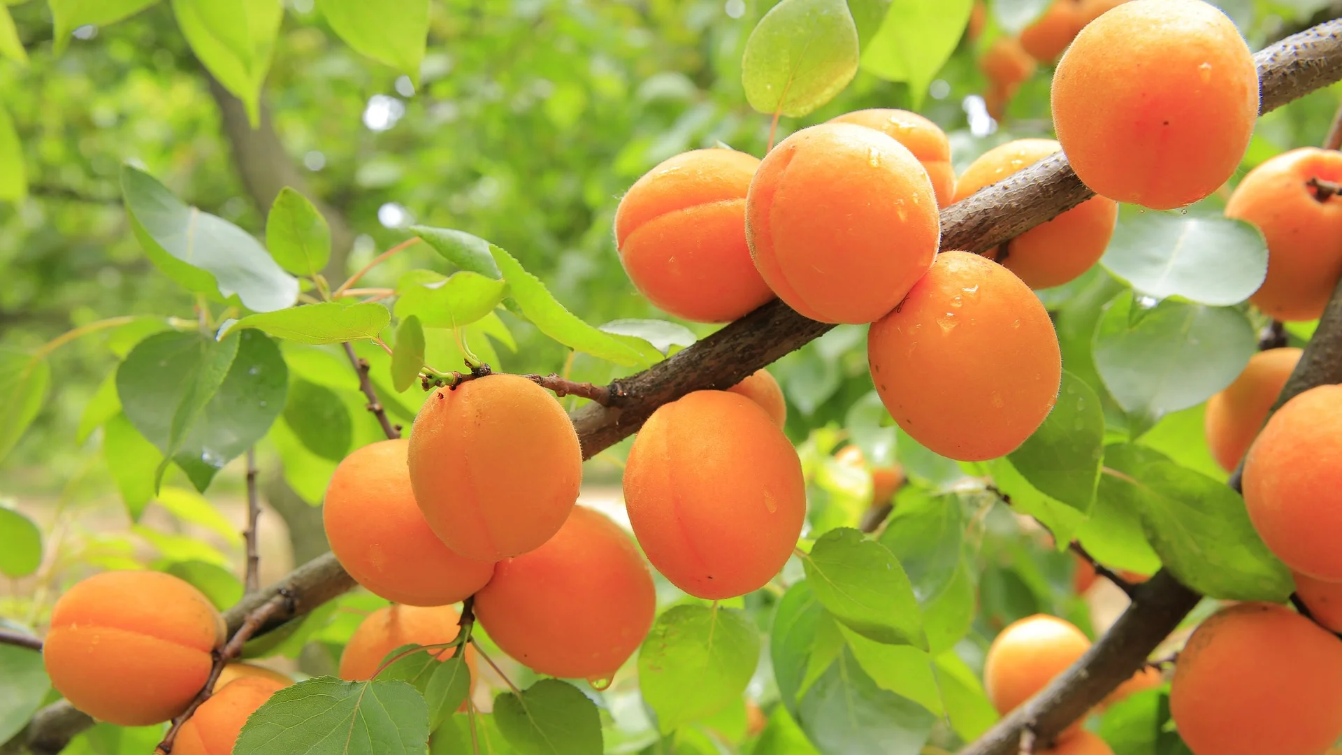 Fruit trees.jpg