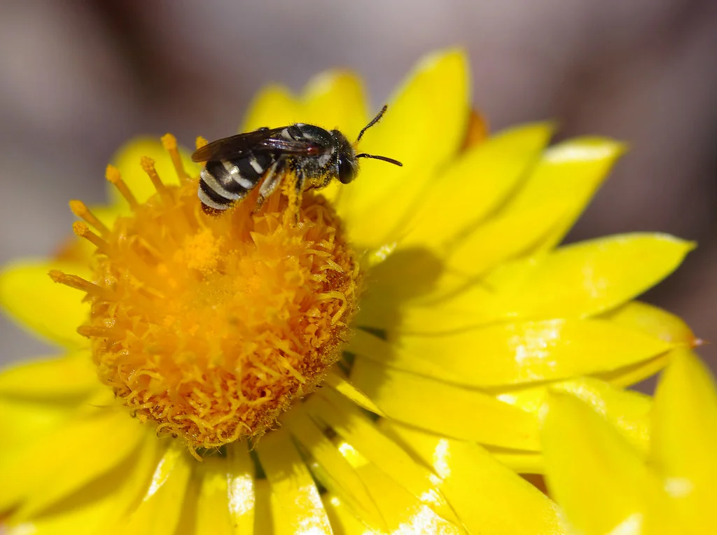 Event image: Pollinator by Ryan Wick. Copyright under CC 2.0 license