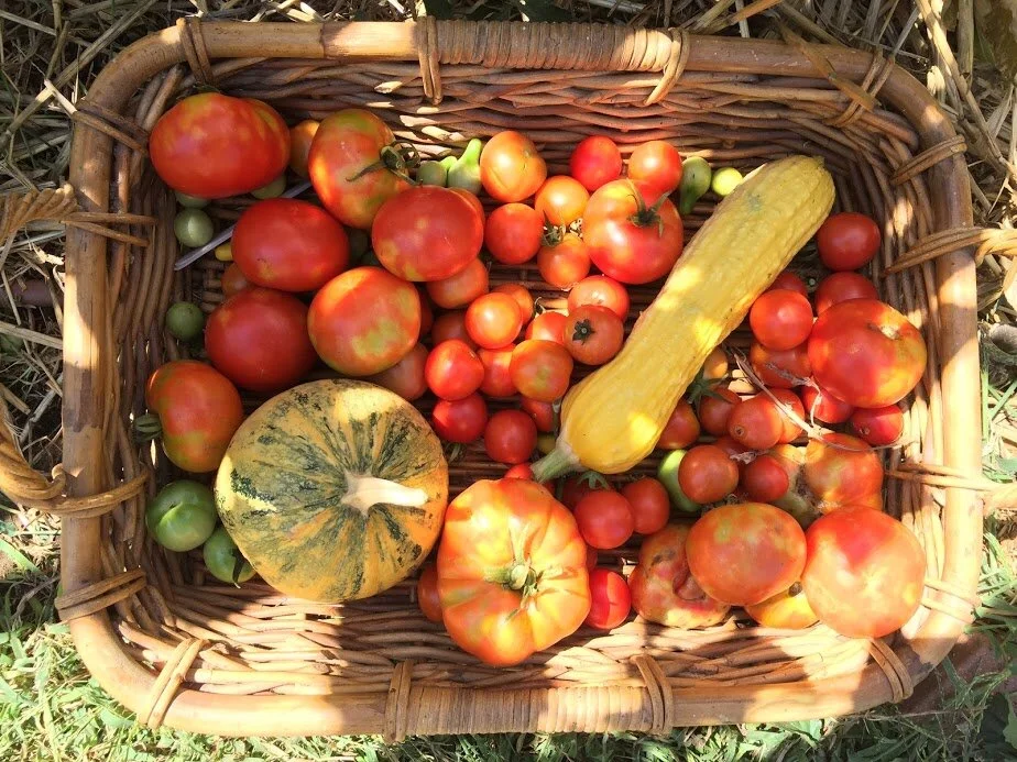 Seed Saving Summer Vegetables — Canberra Environment Centre