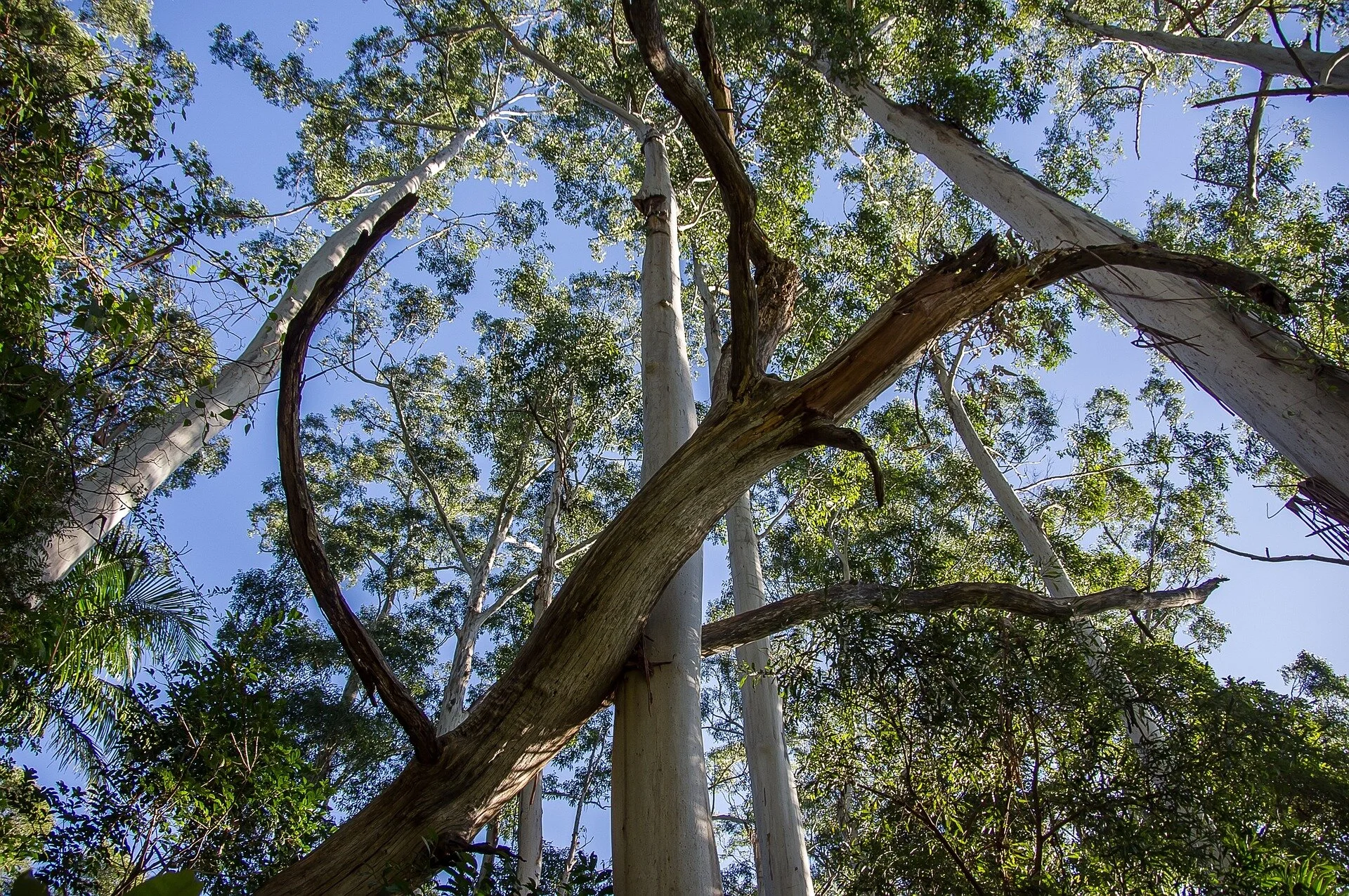 How to Plant a Tree in Canberra — Canberra Environment Centre