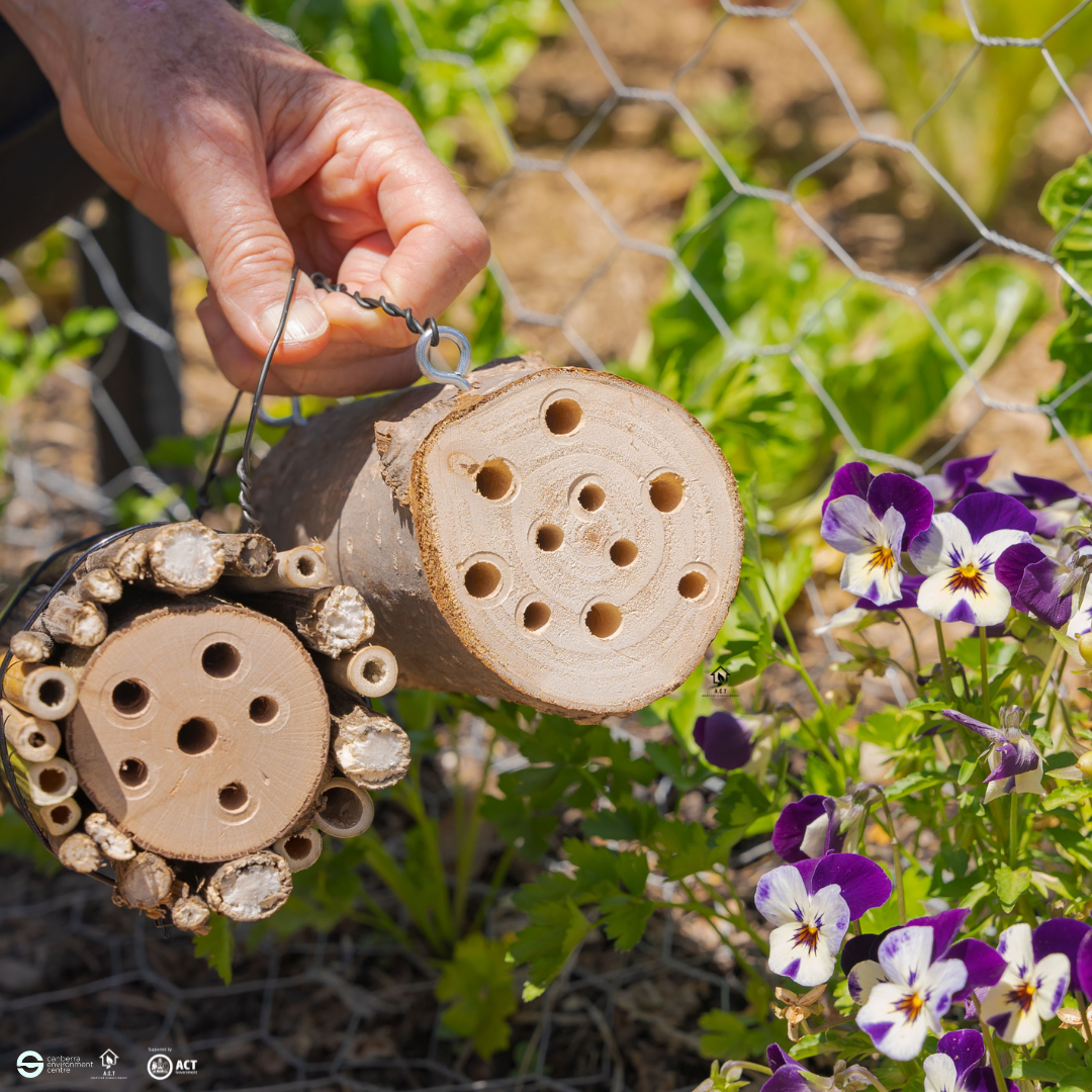 Creating a Pollinator Friendly Garden 1 - A.C.T (Instagram Post (Square)) (Facebook Post (Landscape)) (2160 × 1080px) (Instagram Post (Square)).png