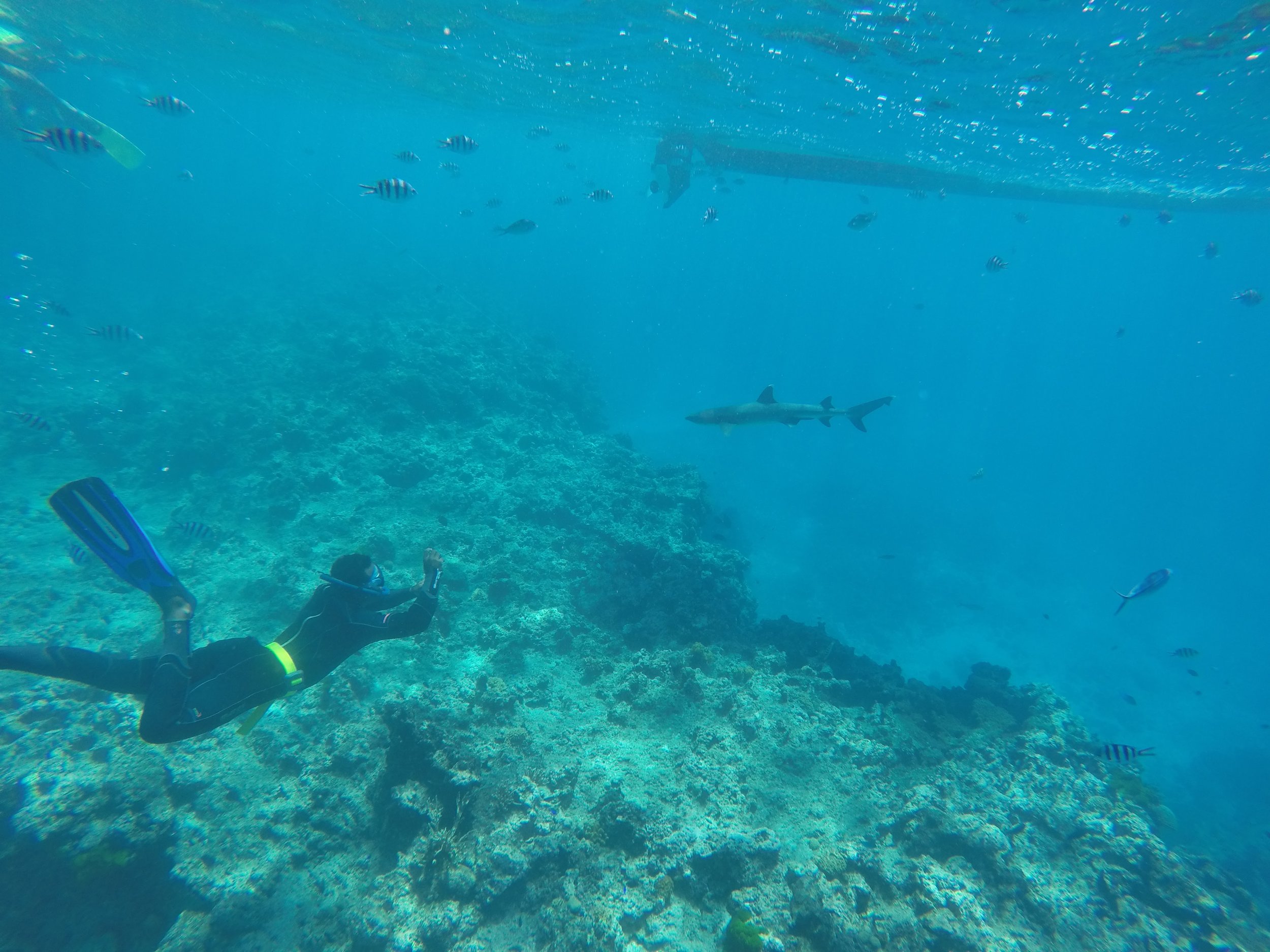 A member of the Kuata Dive Team takes a picture of a reef shark below our boat.