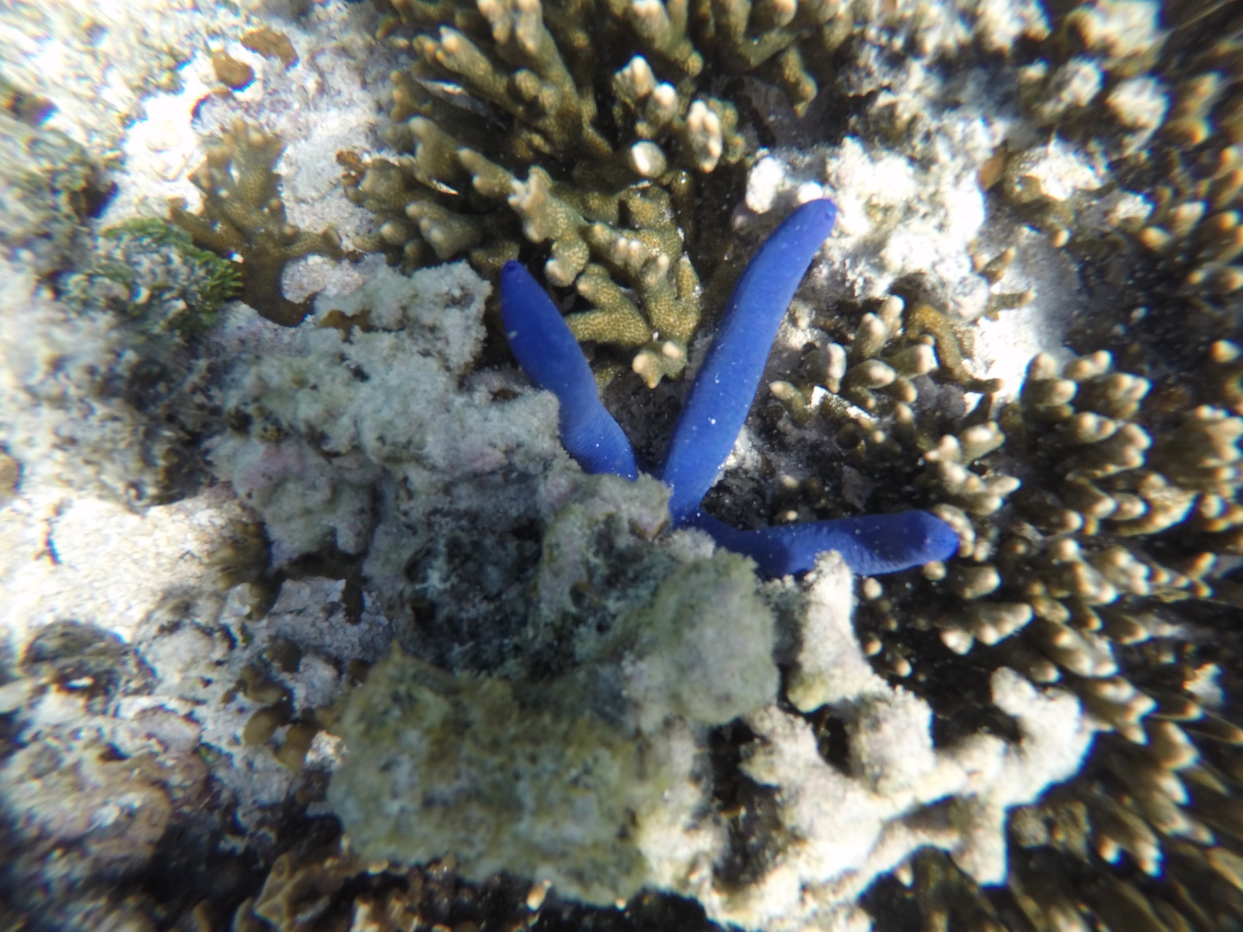 ...But we couldn't stay away from snorkeling for long. Soon we donned our masks again just off the beach, finding a couple of electric blue sea stars like this guy.