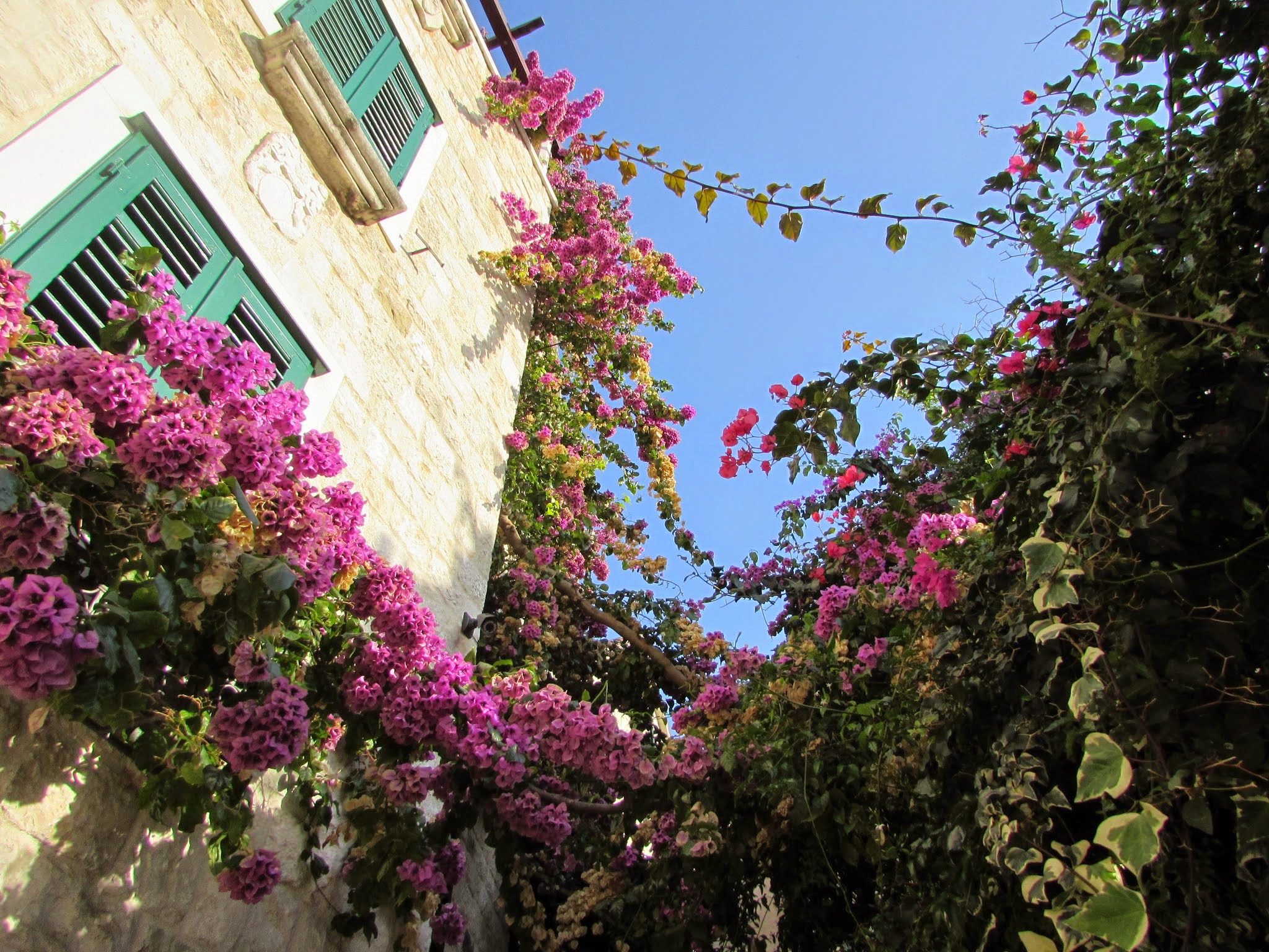 Every little nook and back alley seemed to be full of bougainvillea.