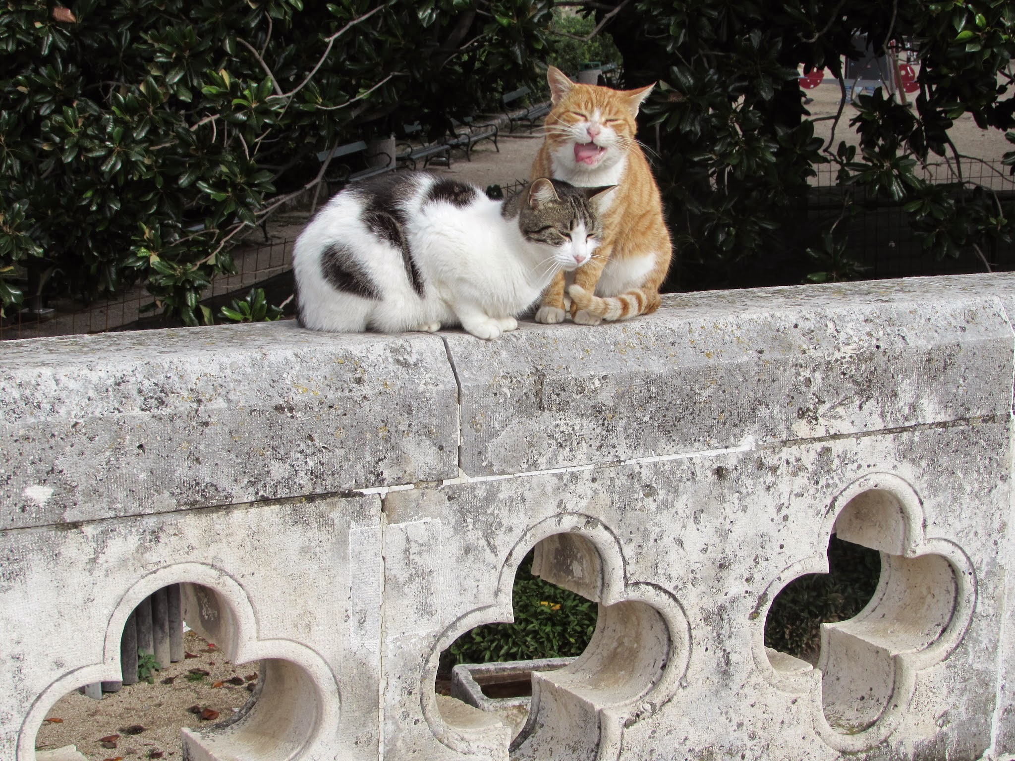 Dubrovnik in particular seemed to have a cat or two around every corner.