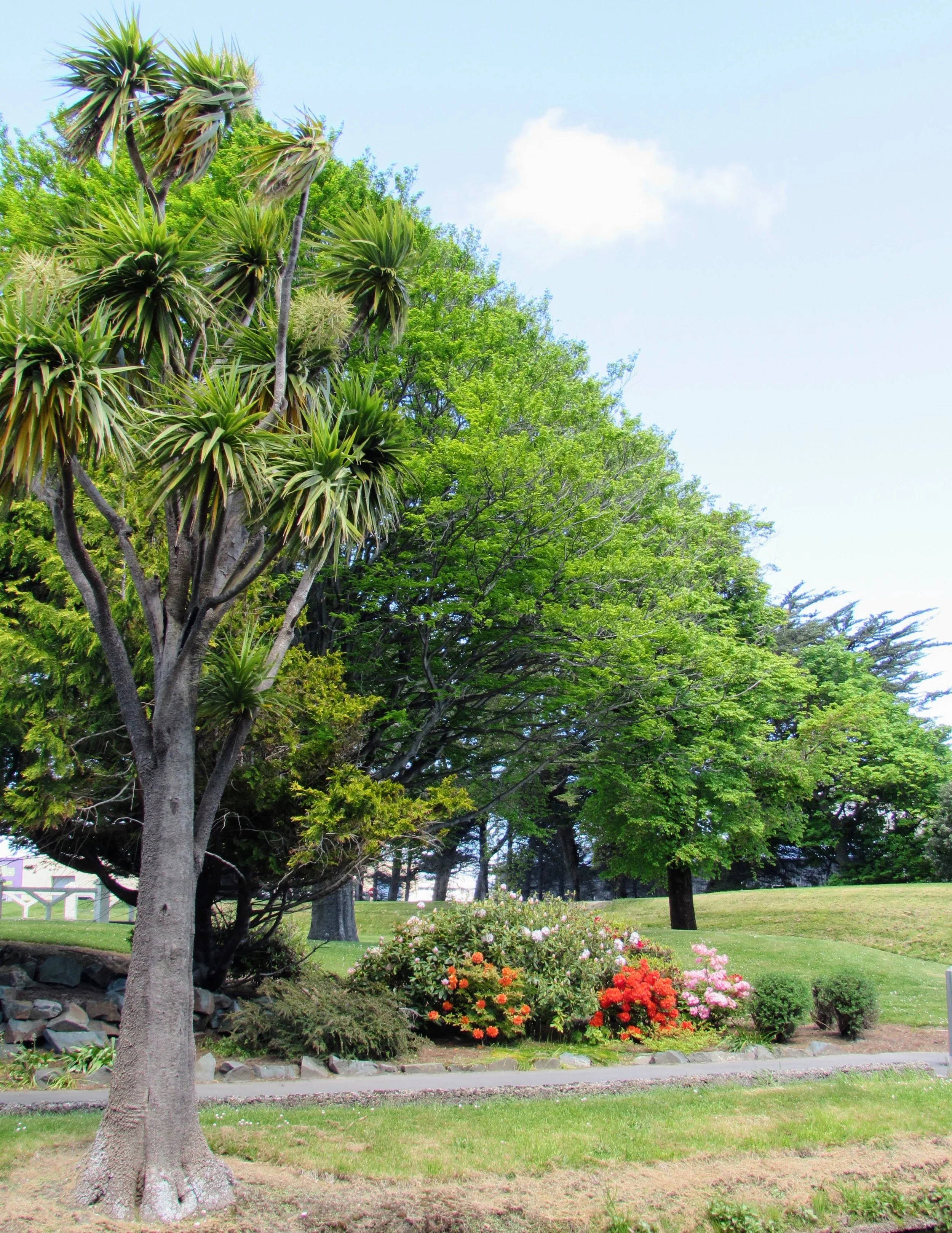 A Cabbage Tree in Invercargill.