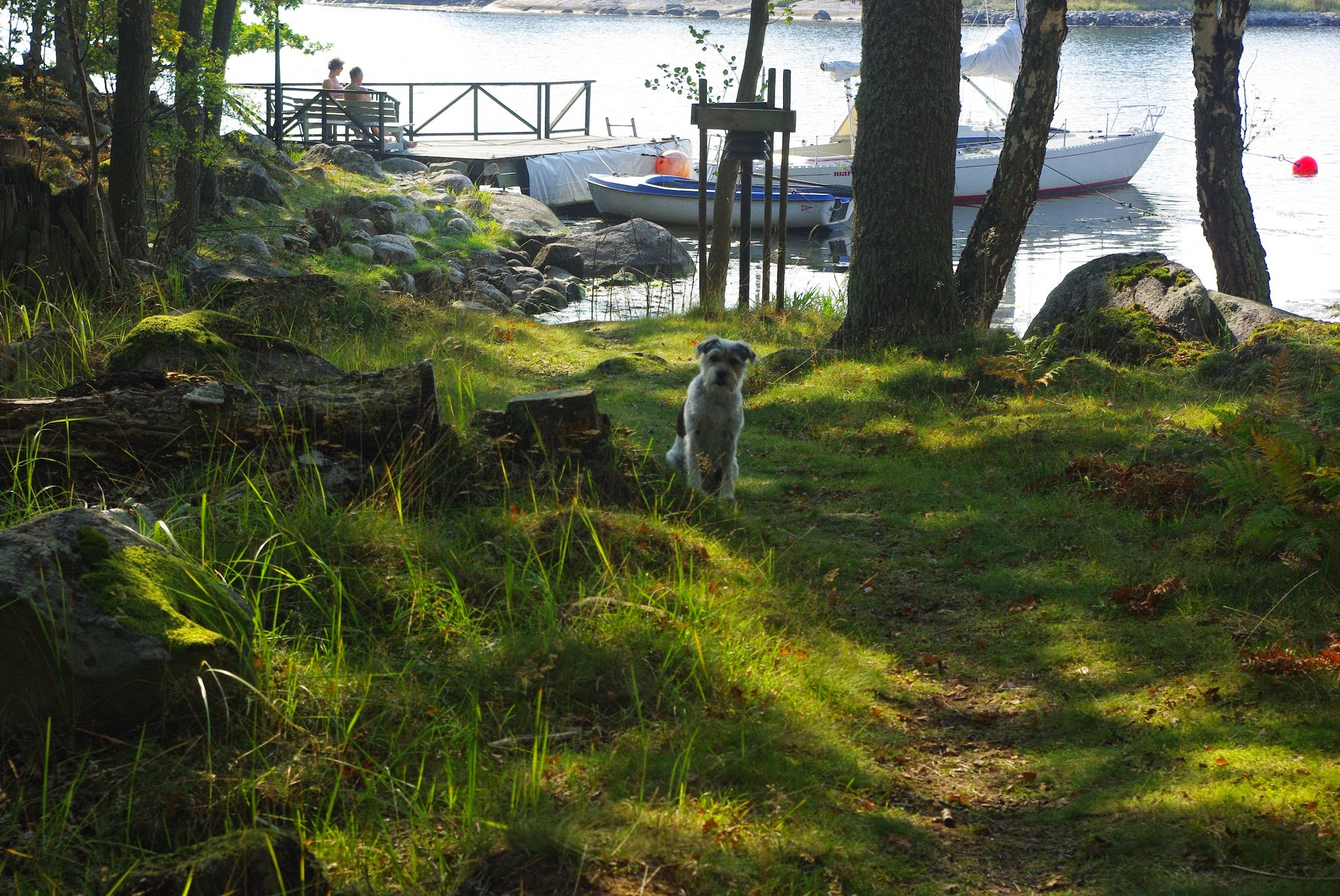 A scene from Southern Sweden: our host family's dog greeting us near the Baltic shoreline.