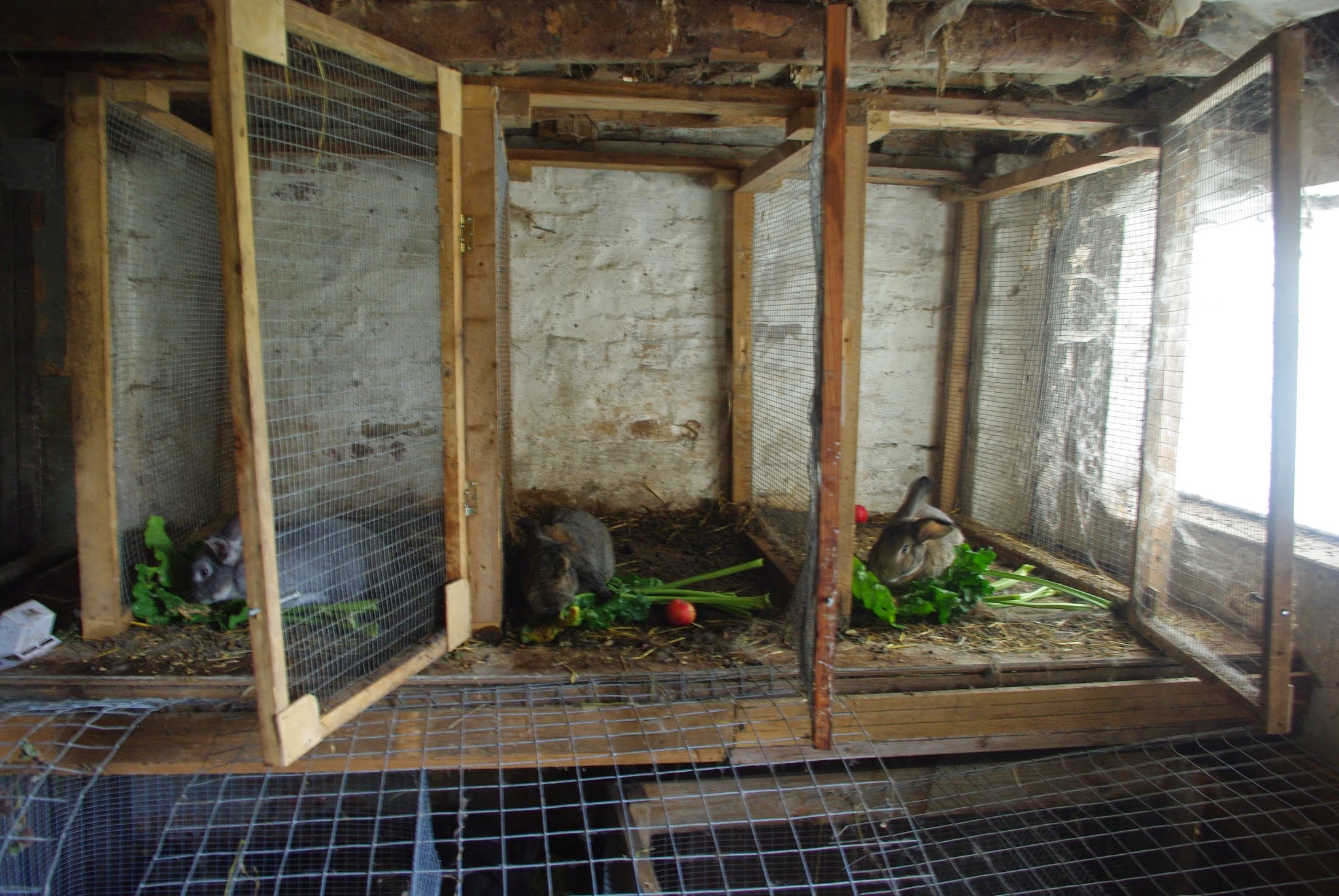 Some of the rabbits in their hutches munching on the sugar beet greens we fed them.