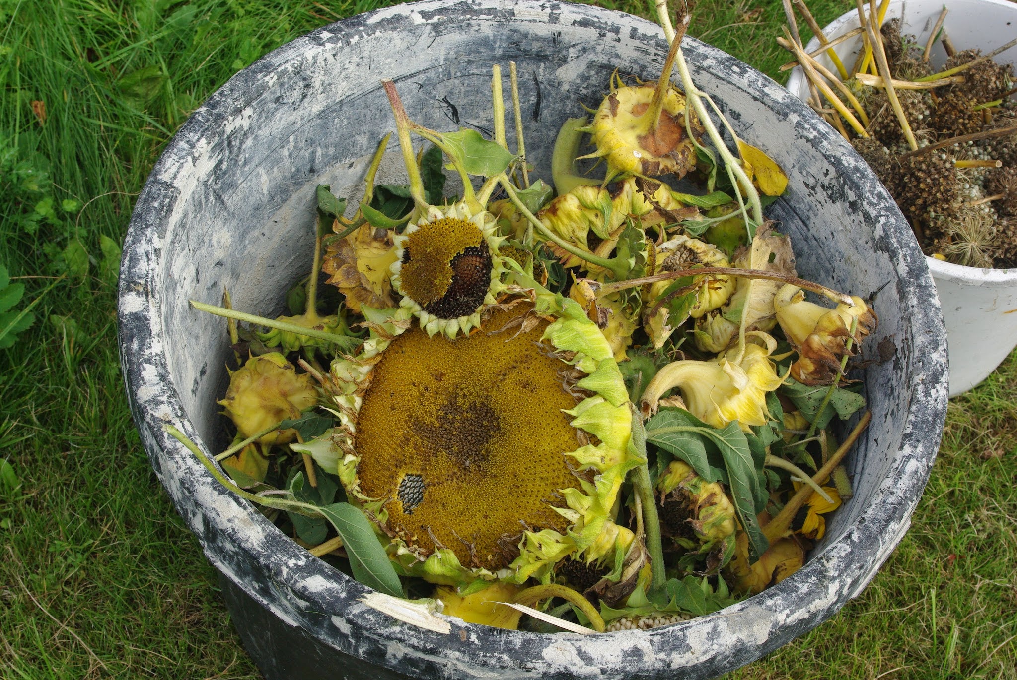 Some sunflowers we collected for seed in Denmark.