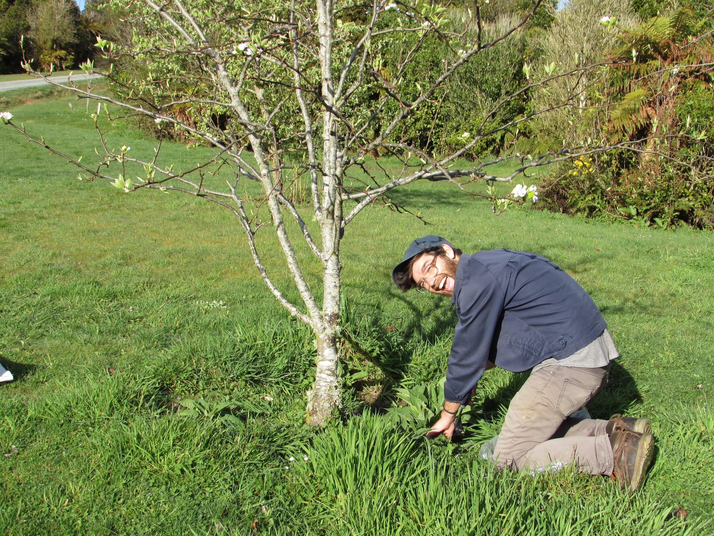 Emmett weeding around the drip-line in our West Coast host's mini-orchard.