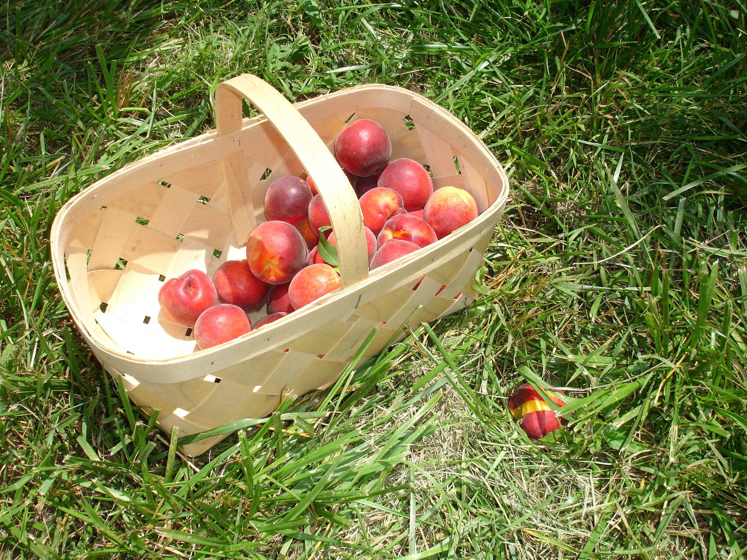 Peach picking at Chile's Orchard.