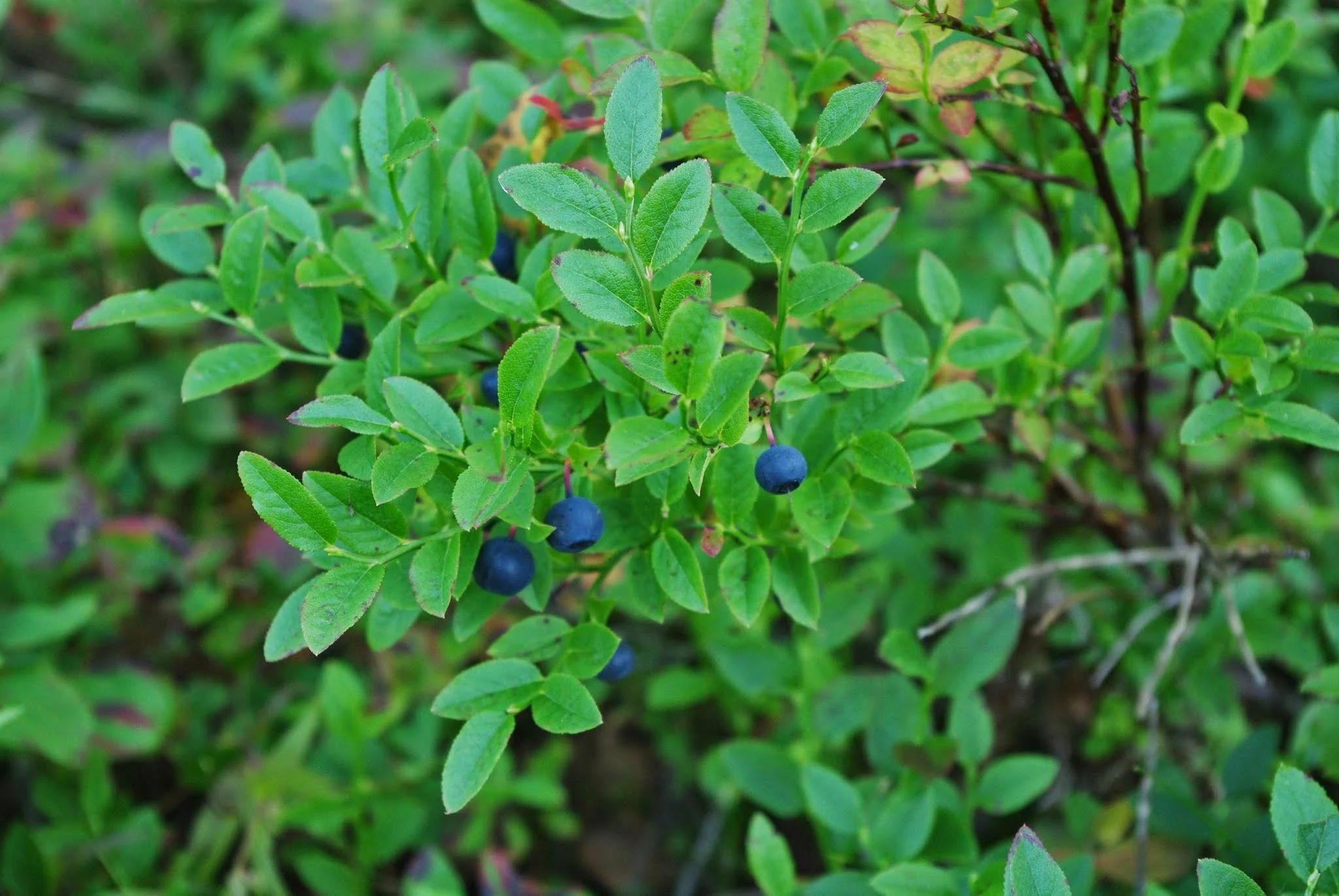 On our mushroom foraging expedition, we found more than just mushrooms. We also picked lingonberries and little blueberries like the ones pictured as we walked along in the woods.