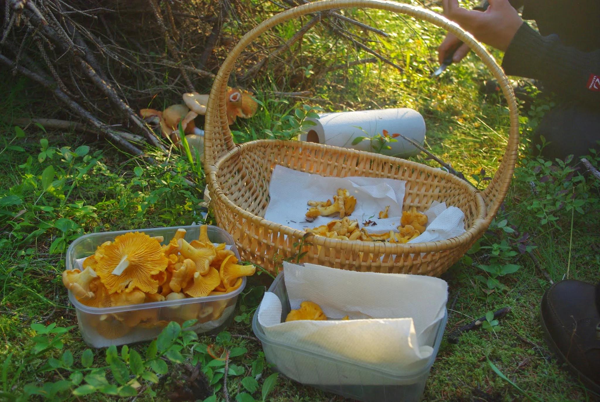 We struck gold! Most of the mushrooms our crew found were the ever-delicious and famous chanterelles. I found a cluster about ten myself and couldn't have been more excited.