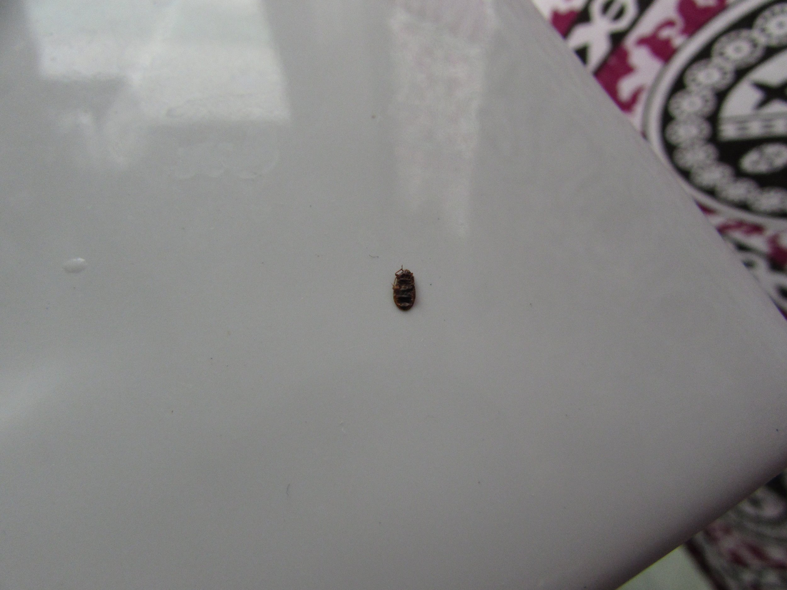 receive mattress with a dead bed bug