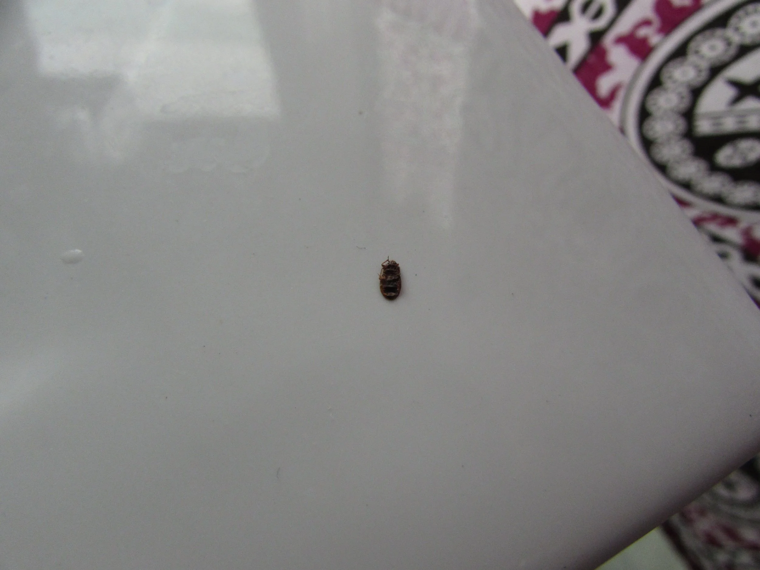 A dead bed bug, also in Nadi. Click for more detail.